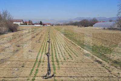 Teren de 4550 mp, în Sântuhalm - 2