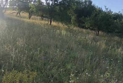 Teren de 2900 mp, în Dezmir - 2
