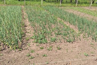 Spațiu comercial, în Rasa - 1