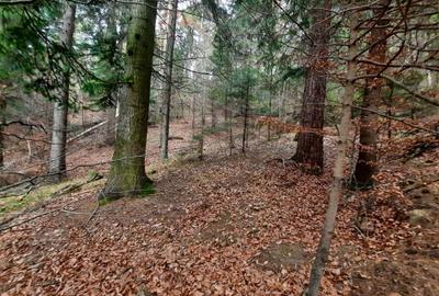 Teren forestier, Alexandru cel Bun (Jud. Neamt) Vadurele 2500 mp , Cod 160694 - 2