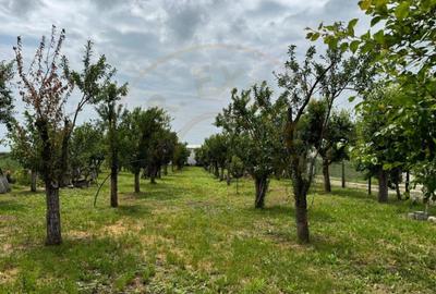 Teren Intravilan - Str. Gorganu, Calinesti - 1268 mp! - 12