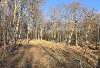 Teren cu sufrafata de 1100 mp in Padurea Faget - 2