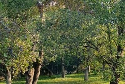 Teren Construcții intravilan de 4972 mp, în Bertea - 9