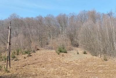 Teren de 10000 mp, în Luncșoara - 1