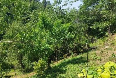 Casă cu 2 camere cu Teren 7500 Mp în Valea Roșie - 1