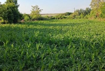 Teren de 200 mp, în Istria - 1
