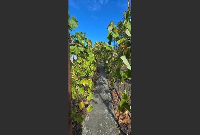 Casă cu teren 797 mp | Zona Mehala | Locație excelentă și liniștită - 2