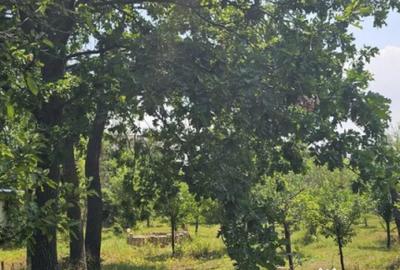 Teren de 572 mp, în Băicoi - 12