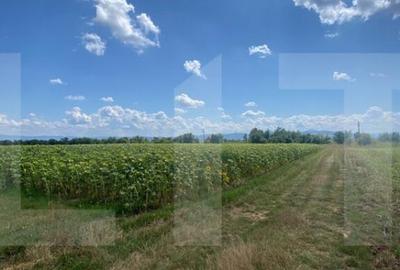 Teren de 45800 mp, în Moacșa - 6