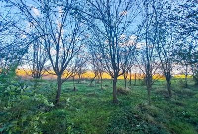 Teren de 7526 mp, în Băcia - 2