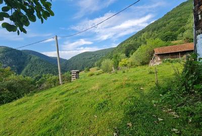 Teren de 30000 mp, în Pleșcuța - 1