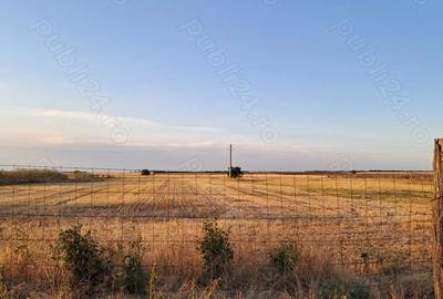 Teren de 8000 mp, în Brăniștari - 3