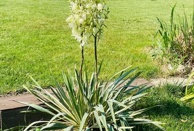 Casa moderna in Balotesti, 4 cam, 3 bai, curte superba 730 mp, 0% comision - 15