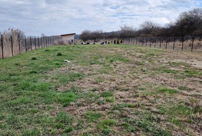 Teren de 800 mp, în Făget - 1