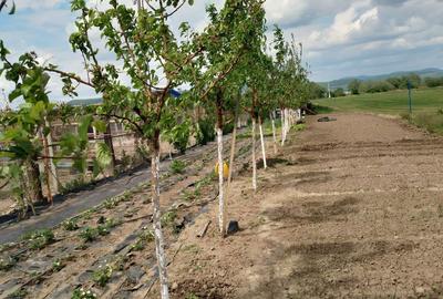 Teren de 7300 mp, în Central - 7