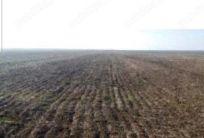 Vand Teren arabil 4 hectare in Costesti, Buzau - 1