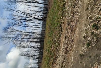 Teren de vanzare C.Caransebesului km 5 - 3