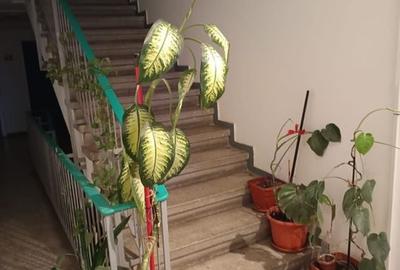 AP. 2 CAMERE PAJURA, PET-FRIENDLY, COMPLET RENOVAT, BLOC REABILITAT - 16