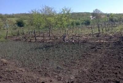 Teren agricol intravilan de 2500 mp, în Trestiana - 1