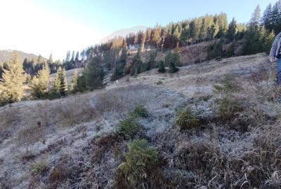 Teren extravilan de 31461 mp, în Panaci - 10