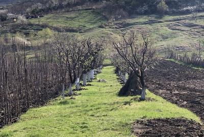 Teren de 5000 mp, în Miroslava - 6