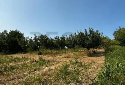 Teren de 8200 mp, în Podgoria - 8
