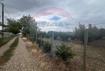 Teren 1300mp Campineanca / Intrare din Strada Hotarului - 3