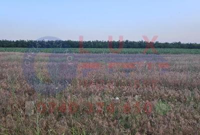 ID 7847 Teren INTRAVILAN pentru casa in Sat MINERI - 2