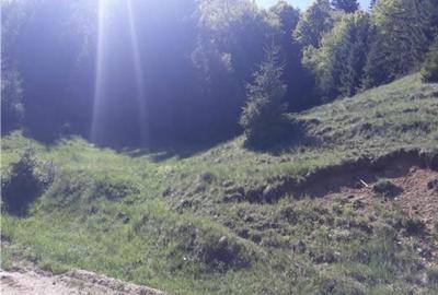 Teren de 4000 mp, în Poiana Brașov - 3