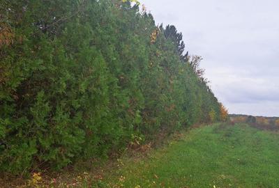 Teren Construcții intravilan de 20000 mp, în Siliștea Snagovului - 6