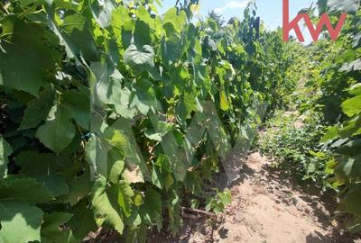 Vatra de casa si plantatie de vita de vie - 5