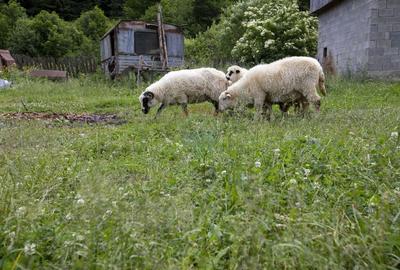 Ferma de vanzare, teren 21436 mp intravilan, Cosnea, Agas - 25