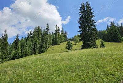 Teren de 36255 mp, în Breaza - 4