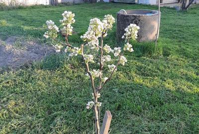 Casă cu 2 camere în Central - 5