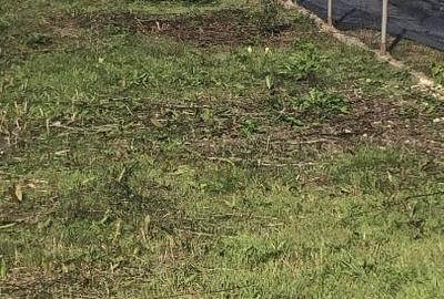 Rezidential Ciorogarla  ,1352mp, la padure  ideal  casa sau investitie - 3