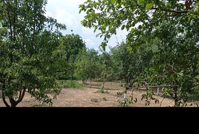 Casă individuală cu 4 camere cu Teren 1890 Mp în Orbeni - 3