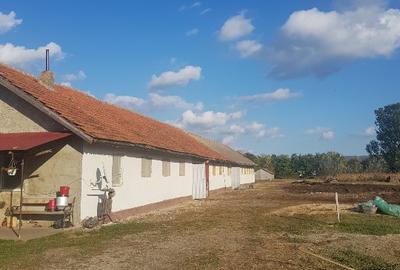 In Cislau teren intravilan parcelabil 500- 1000 mp 16 euro mp. - 2