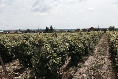 Teren de vanzre in Pitesti 53.000 mp + Conac Boieresc - 3