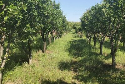 Teren de 1600 mp, în Potoceni - 7