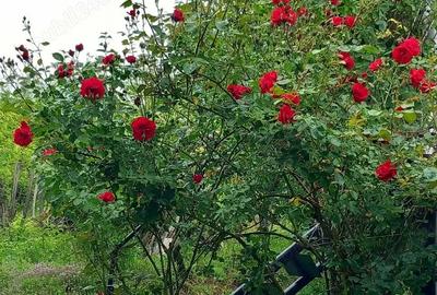 Casă cu 1 camere cu Teren 1100 Mp în Viișoara - 4