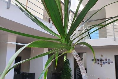 Pipera: Vila individuala cu 5 camere si teren de 762mp! Pipera: Vila individuala cu 5 camere si teren de 762mp! - 5