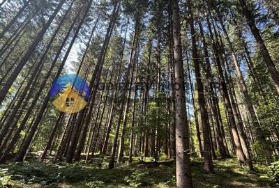 Teren cu o locatie de vis in Pangarati 53 m deschidere la strada - 6