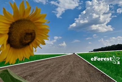 Loturi de casă 720 - 900 mp, langă Pădure în eForest, acces asfaltat - 6