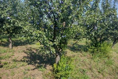 Vand inchiriez casa + teren 2600mp, statie combustibili - Comuna Rediu Vand inchiriez casa + teren 2600mp, statie combustibili - Comuna Rediu - 6