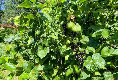 Casă cu Garaj în Central - 5