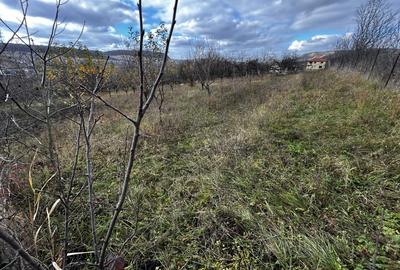 Teren intravilan in Chinteni 1.250mp pentru case sau Duplex - 5