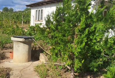 Galati Beresti - De vanzare 1 hectar plantatie de vita de vie si casa cu utilitati - 8