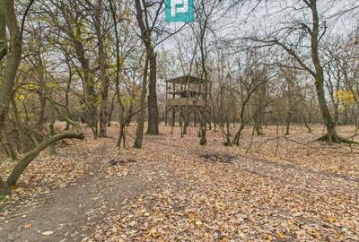 Teren extravilan de 5000 mp, în Periam - 6