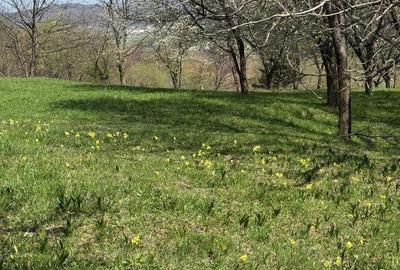 Teren de 3001 mp, în Bran - 2