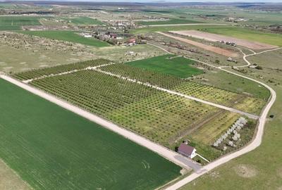 Spațiu comercial, în Cihei - 7